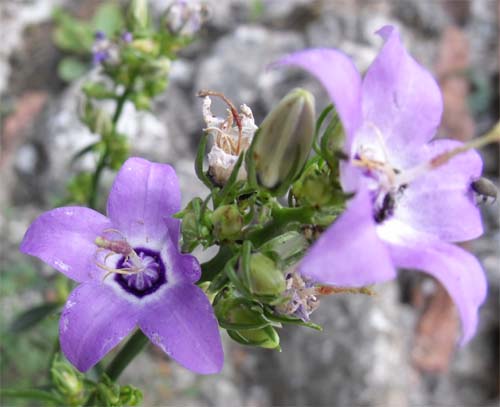 Campanula pyramidalis / Campanula piramidale